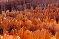 Red rock formations, so called hoodoos at sunset at Bryce Canyon National Park Royalty Free Stock Photo