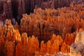 Red rock formations, so called hoodoos at sunset at Bryce Canyon National Park Royalty Free Stock Photo