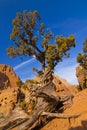 Red Rock Juniper