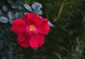 Red rock rose on green leaves Royalty Free Stock Photo