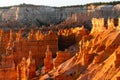 Red rock sandstone spires filled with morning sunlight in Bryce Canyon Royalty Free Stock Photo