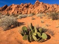 Red rock structure and cactus in Valley of Fire, Nevada, USA