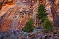 Red Rock in Zions National Park with Pine Trees Royalty Free Stock Photo