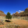 Red Rock in Zions National Park with Pine Trees Royalty Free Stock Photo