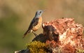 red rocker poses on his perch in spring Royalty Free Stock Photo