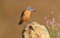 Red rocker poses on his perch in spring Royalty Free Stock Photo