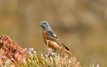 Red rocker poses on his perch in spring Royalty Free Stock Photo