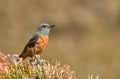 Red rocker poses on his perch in spring Royalty Free Stock Photo