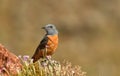 Red rocker poses on his perch in spring Royalty Free Stock Photo