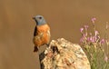 Red rocker poses on his perch in spring Royalty Free Stock Photo