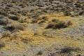 Red Rocks Canyon Yellow Gold Grass California Royalty Free Stock Photo