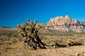 Red Rocks Desert Royalty Free Stock Photo