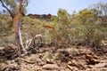 Red rocks, eucalyptus trees, romantic landscape of Kings Canyon, Australia Royalty Free Stock Photo