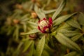 Red rododendron bud Royalty Free Stock Photo
