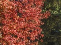 Red roman tree leaves next to green spruce tree in fall season