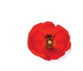 Red Romantic poppy flower