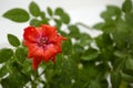 Red room rose flower and green leaves in water drops Royalty Free Stock Photo