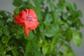 Red room rose flower and green leaves in water drops Royalty Free Stock Photo