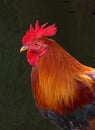 Red Rooster Royalty Free Stock Photo