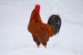 Red rooster Royalty Free Stock Photo