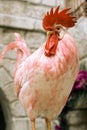 Red Rooster Royalty Free Stock Photo