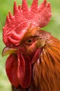 Red Rooster Royalty Free Stock Photo