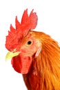 Red rooster Royalty Free Stock Photo