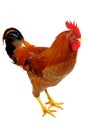 Red rooster Royalty Free Stock Photo