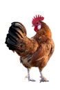 Red Rooster Royalty Free Stock Photo