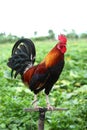 Red rooster Royalty Free Stock Photo