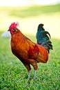 A colorful red rooster stands in the grass in Key West, Florida, USA Royalty Free Stock Photo