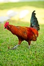 A colorful red rooster stands in the grass in Key West, Florida, USA Royalty Free Stock Photo