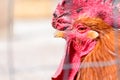 Red rooster closeup portrait of a poultry farming bird on a farm Royalty Free Stock Photo