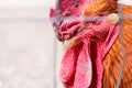 Red rooster closeup portrait of a poultry farming bird on a farm Royalty Free Stock Photo