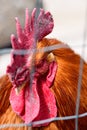 Red rooster closeup portrait of a poultry farming bird on a farm Royalty Free Stock Photo