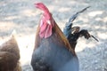 Red Rooster. Cock, Rooster Red rooster in country yard selective focus