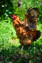 Red Rooster. Cock, rustic rural picture in sunny day