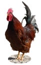 Red Rooster Crowing