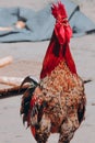 the red rooster crows Royalty Free Stock Photo