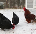 Red Rooster Crows over Hens in the Snow Royalty Free Stock Photo