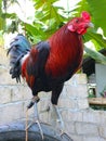 Red rooster in the flying pen Royalty Free Stock Photo