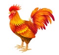 Red rooster illustration Royalty Free Stock Photo