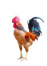 Red Rooster Royalty Free Stock Photo