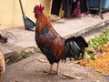 A red rooster looking for scraps in the yard.