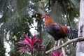 Red rooster perching on a wood attached on a tree