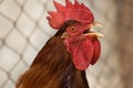 Red rooster singing Royalty Free Stock Photo