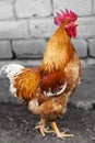 Red rooster Royalty Free Stock Photo