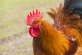 Close up of Red Rooster, portrait. Royalty Free Stock Photo