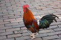 Red Rooster walking in the middle of the street
