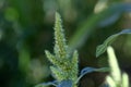 Red root amaranth (Amaranthus retroflexus)